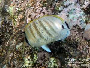 Multiband Butterflyfish