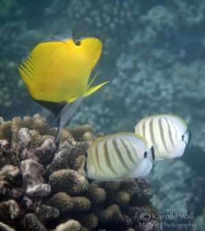 Forceps Butterflyfish and Pair of Multiband Butterflyfish