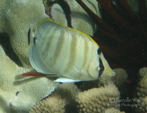 Multiband Butterflyfish Young