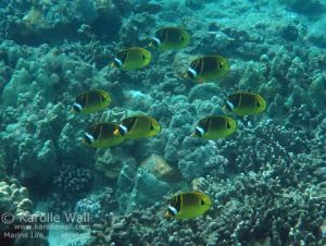School of Racoon Butterflyfish