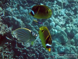 Racoon Butterflyfish with Ornate Butterflyfish and Cleaner Wrasse