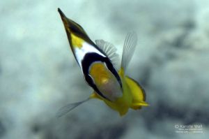 Juvenile Racoon Butterflyfish Face On