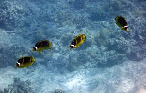 Racoon Butterflyfishes Schooling