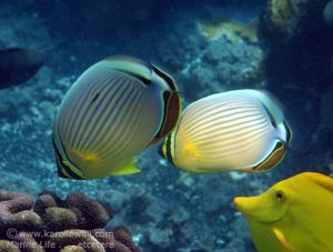Oval Butterflyfish and Yellow Tang