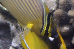 Oval Butterflyfish Swimming over a Fourspot Butterflyfish