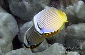 Oval Butterflyfish Doing a Mating Dance