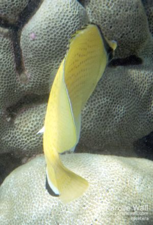 Citron Butterflyfish