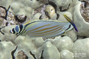 Ornate Butterflyfish and Hawaiian Cleaner Wrasse