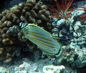 Ornate Butterflyfish, Hawaiian Cleaner Wrasse