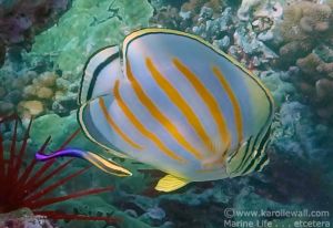 Ornate Butterflyfish and Hawaiian Cleaner Wrasse