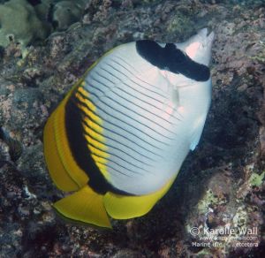 Lined Butterflyfish