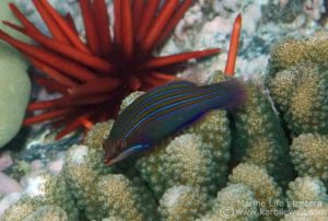 Four-lined Wrasse