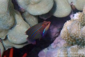 Four-lined Wrasse
