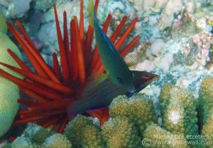 Four-lined Wrasse and Blue-eyed Damselfish