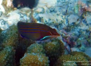 Two Four-lined Wrasses in Coral