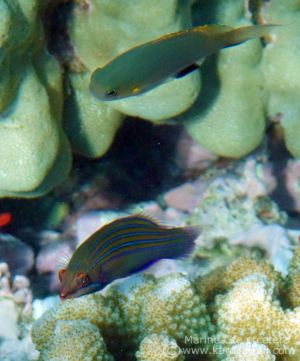 Four-lined Wrasse and Blackfinned Chromis