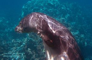 Hawai'ian Monk Seal Scratching Her Head