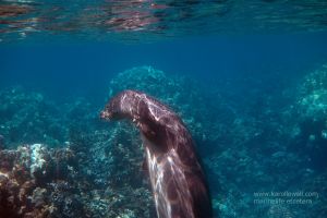 Hawai'ian Monk Seal Scratching Her Head