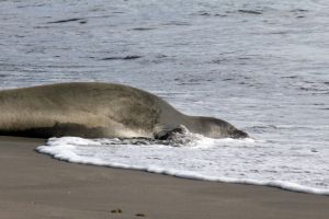 Resting in Sea Foam