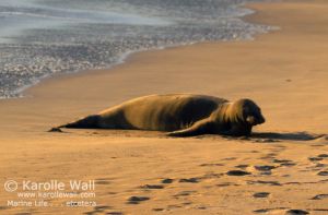 Monk Seal Basking in Setting Suni