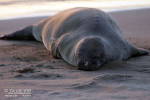 Hawaiian Monk Seal Basking in Setting Sun