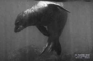 Hawaiian Monk Seal Turning Away from Humans (a good thing!)