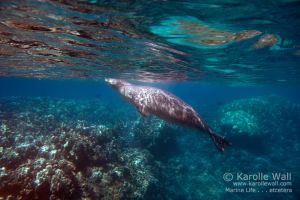 Hawaiian Monk Seal Breathing