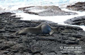 Hawaiian Monk Seal Resting on Rocks
