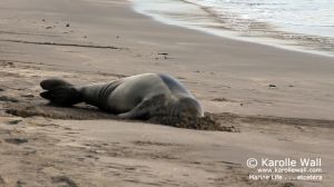 Hawaiian Monk Seal Molting