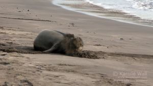 Hawaiian Monk Seal Molting