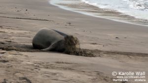 Hawaiian Monk Seal Molting