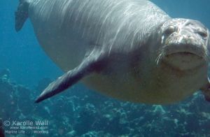 Hawaiian Monk Seal  Facial Scar