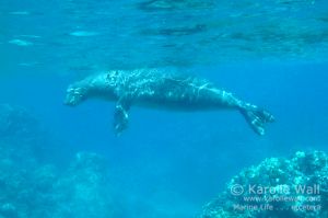 Hawaiian Monk Seal Coming Up for Air