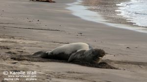 Hawaiian Monk Seal Molting