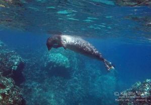 Hawaiian Monk Seal Scratching Head