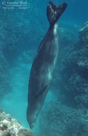 Hawaiian Monk Seal Going Down into Cave