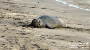 Hawaiian Monk Seal -- Last Days of Molting