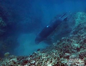 Hawaiian Monk Seal Diving (white spot)