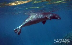 Hawaiian Monk Seal Coming Up for Air